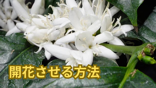 コーヒーの木の蕾から開花まで 室内栽培で収穫を目指す完全ガイド