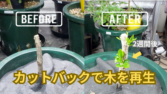 コーヒーの木のカットバック完全ガイド|剪定で蘇らせる方法と成功のコツ