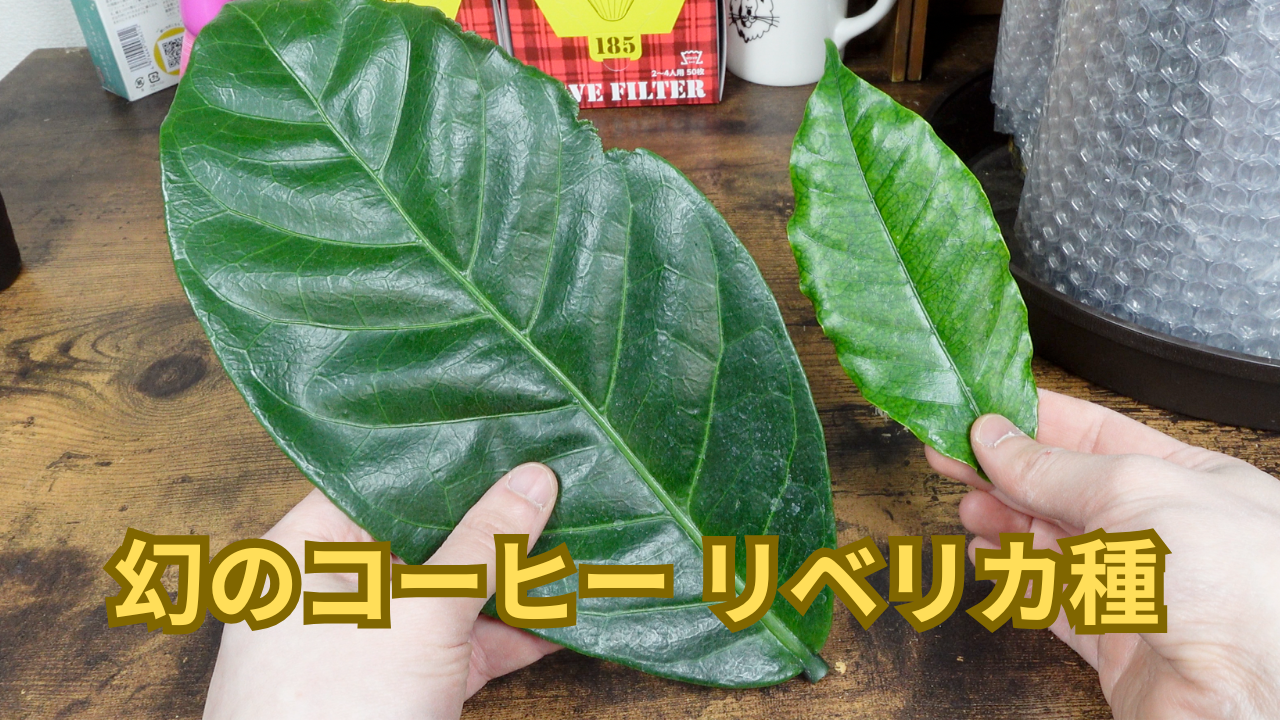 【幻のコーヒー】リベリカ種とは？世界流通量1%未満の三大原種を保有者が徹底解説
