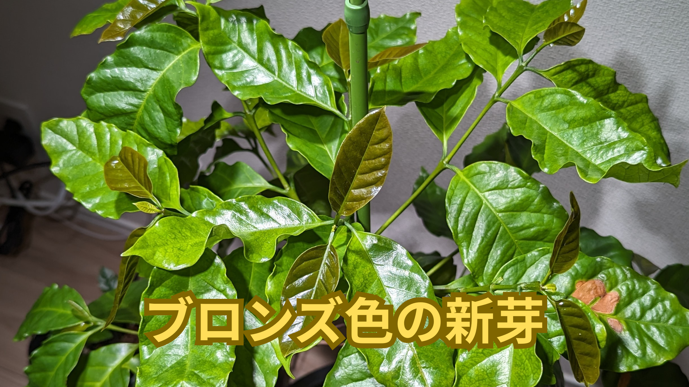 ブロンズ色の新芽が美しいコーヒーの木｜ブロンズ色の品種と条件を解説します