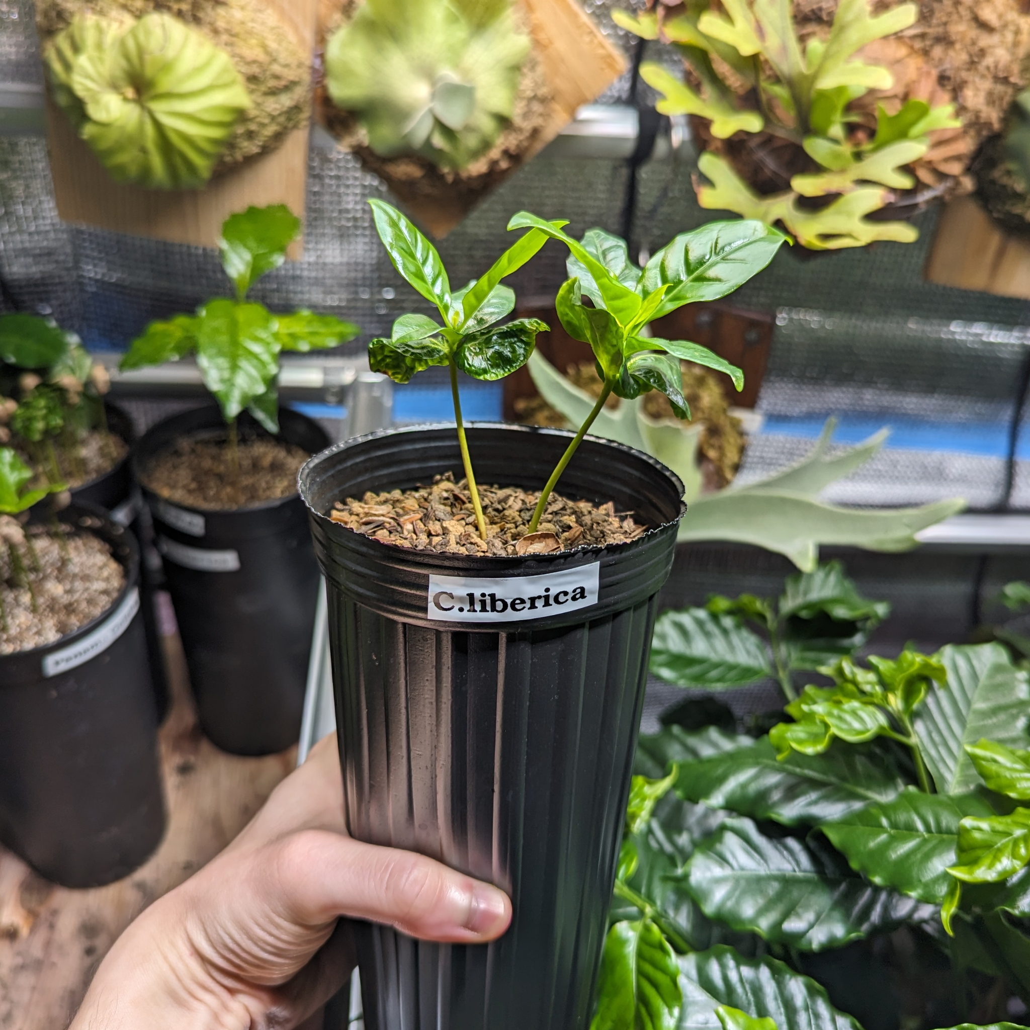 【訳あり】リベリカ種 コーヒーの木