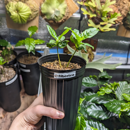 【訳あり】リベリカ種 コーヒーの木