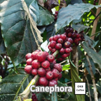 コーヒーの木の種子 ロブスタ種 10粒