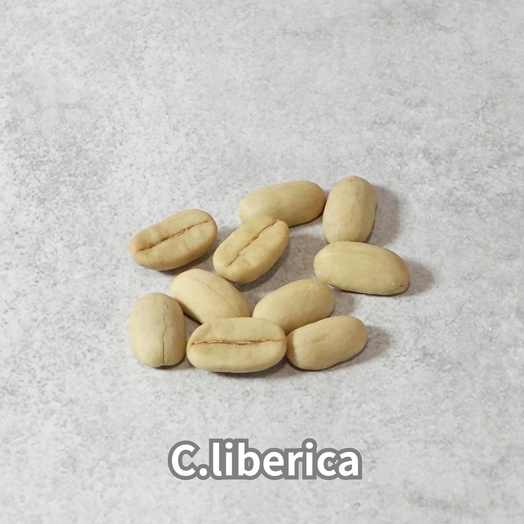 コーヒーの木の種子 リベリカ種 10粒