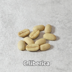 コーヒーの木の種子 リベリカ種 10粒