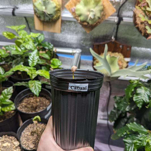 カツアイ(Catuai)品種(アラビカ種)  コーヒーの木 9月以降に発売予定