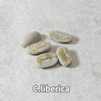 コーヒーの木の種子 リベリカ種 10粒
