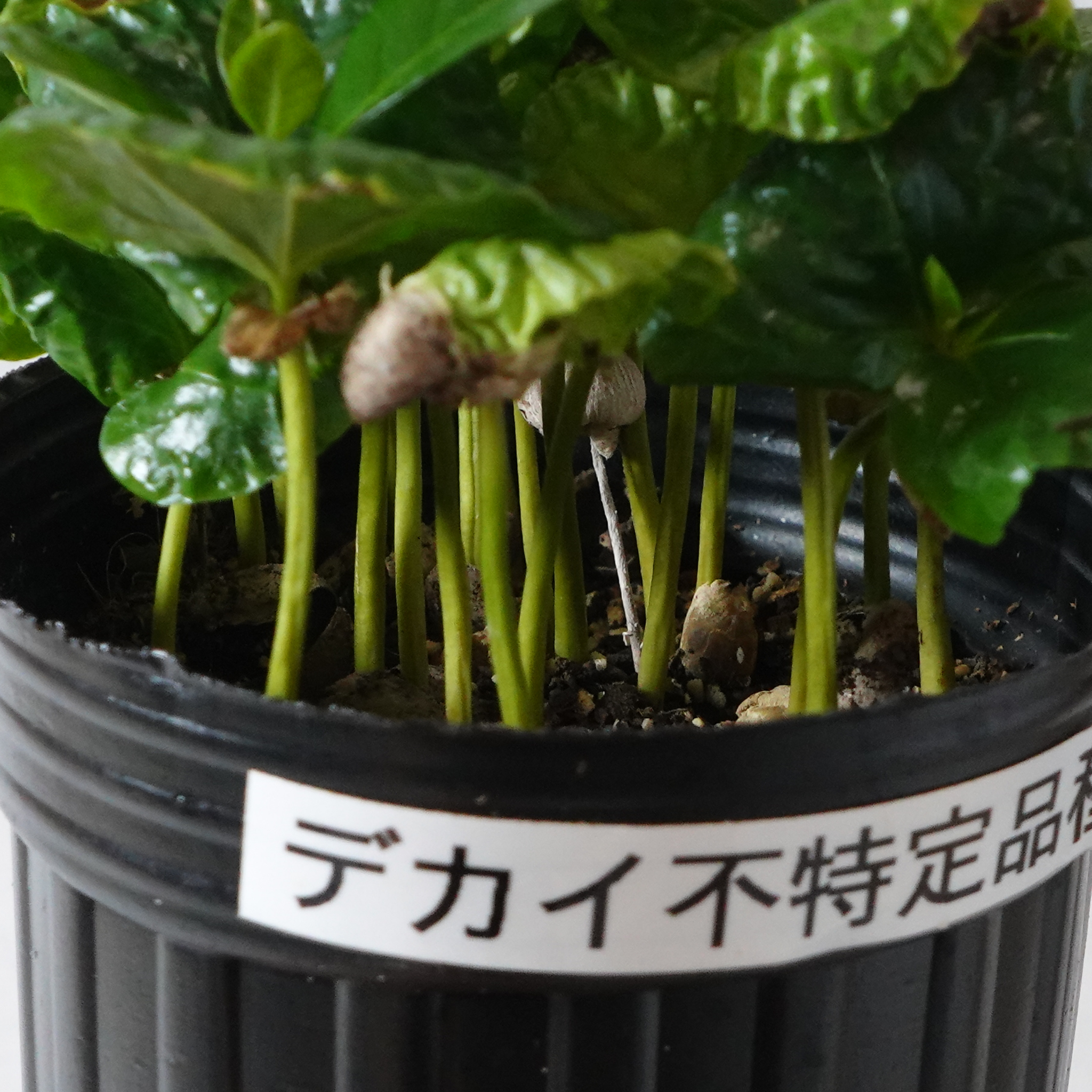 アラビカ種② コーヒー苗木　コーヒーの木　コーヒー 日本花キ流通 観葉植物 cot コーヒーの木 3.5号鉢 珈琲 アラビカ