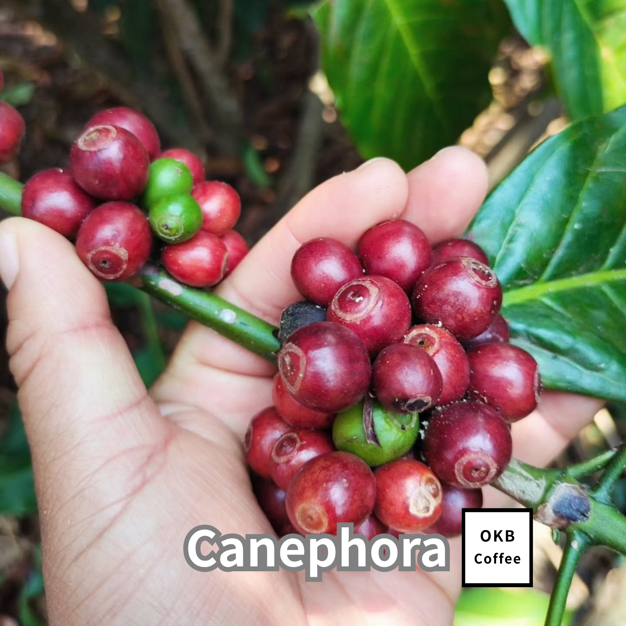 コーヒーの木の種子 ロブスタ種 10粒