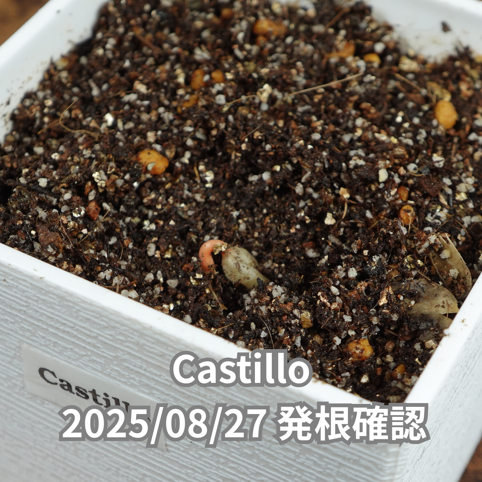 コーヒーの木の種子 カスティージョ品種 10粒