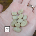 不特定品種(アラビカ種) コーヒーの木 1点のみ商品