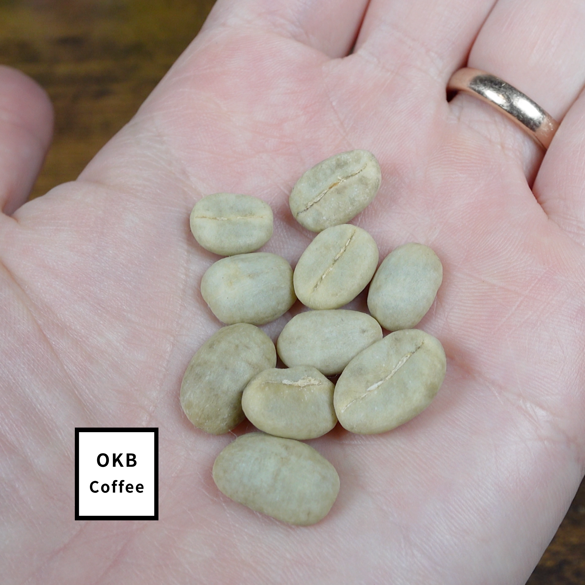 不特定品種(アラビカ種) コーヒーの木 1点のみ商品