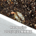 コーヒーの木の種子 マラゴジッペ品種 10粒