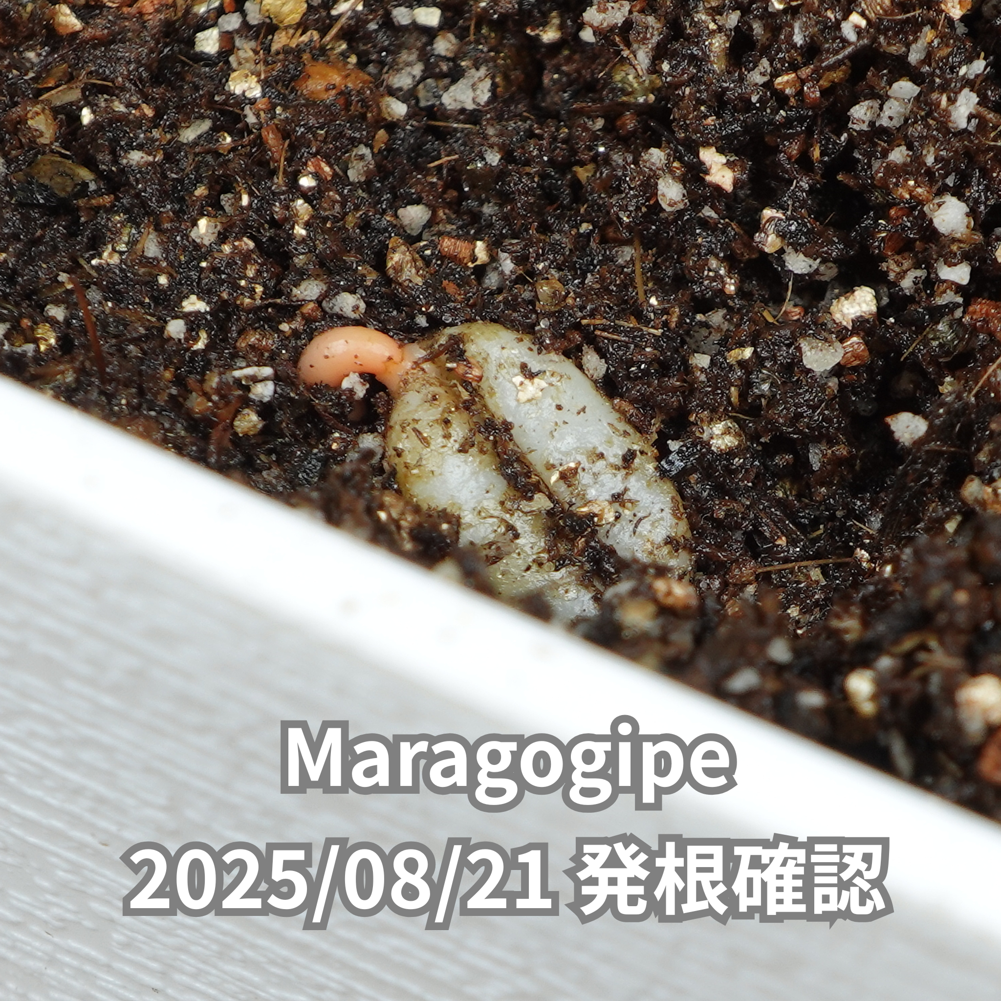 コーヒーの木の種子 マラゴジッペ品種 10粒