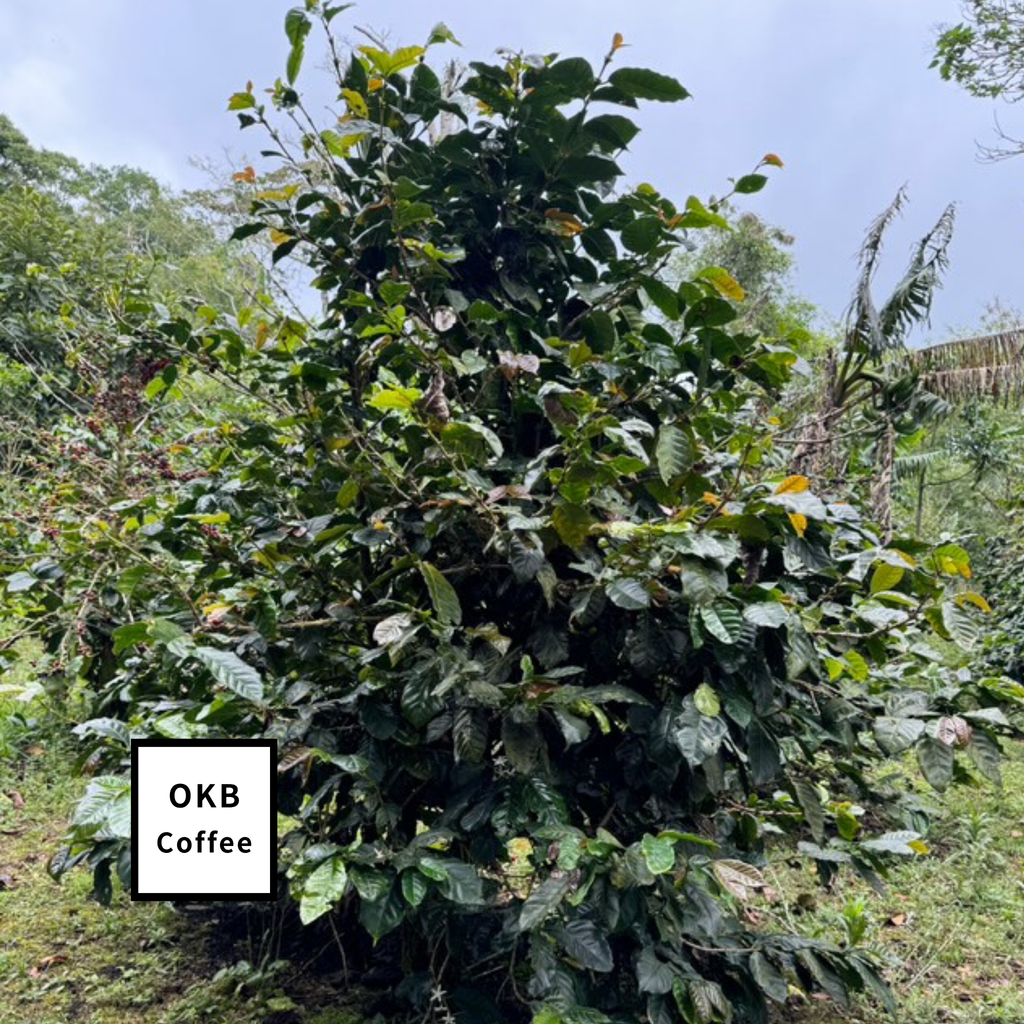 不特定品種(アラビカ種) コーヒーの木 1点のみ商品