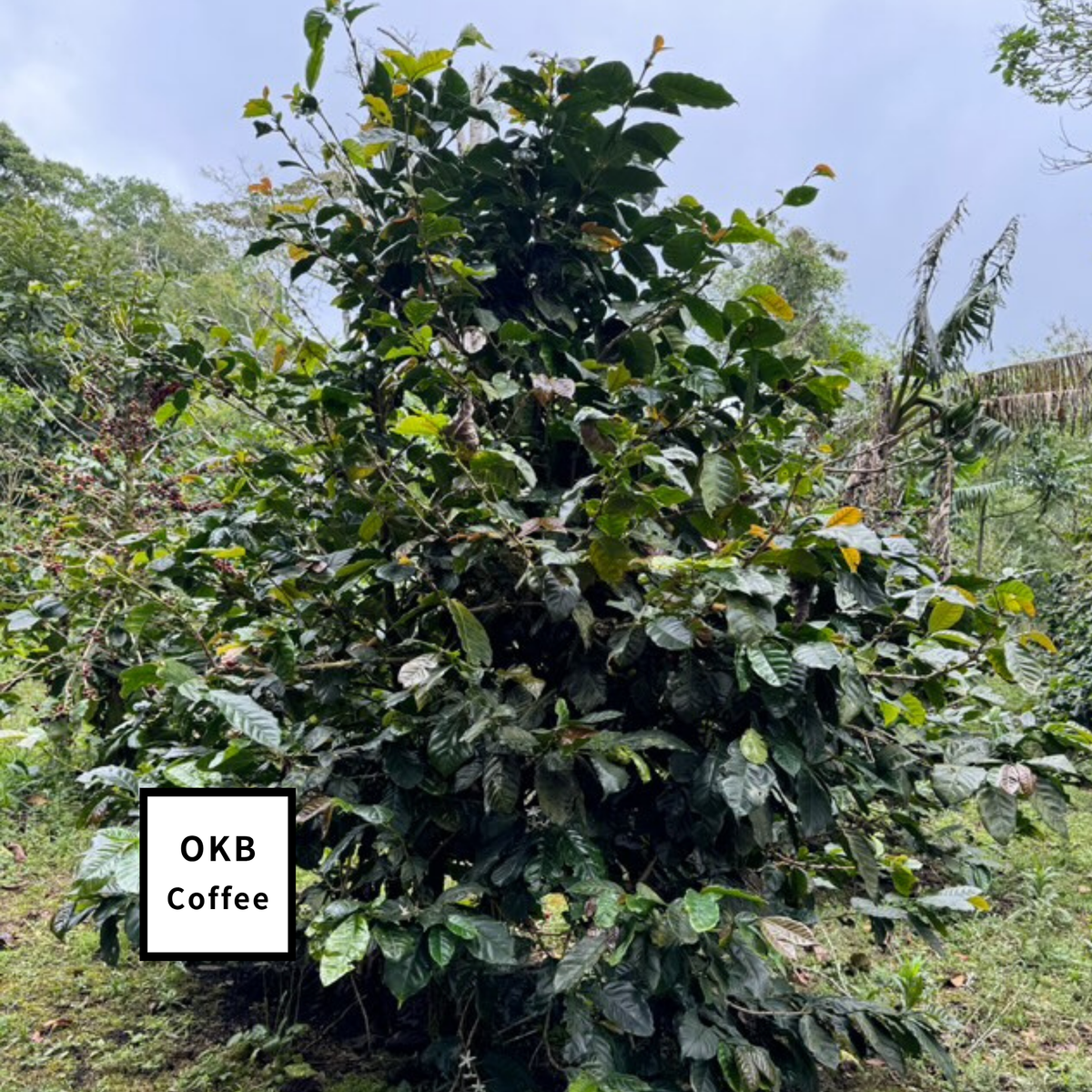 コーヒー　アラビカ種　苗　コーヒーの木 Amazon.co.jp: コーヒーの木(コーヒーノキ)品種:アラビカ矮性種