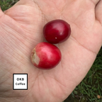 不特定品種(アラビカ種) コーヒーの木 1点のみ商品