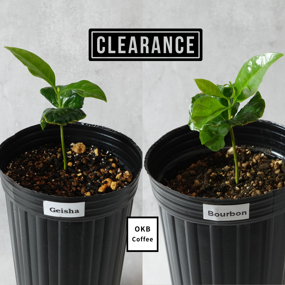 ゲイシャ / ブルボン品種 各2本セット【冬季在庫処分】