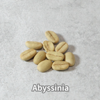 コーヒーの木の種子 アビシニア品種 10粒