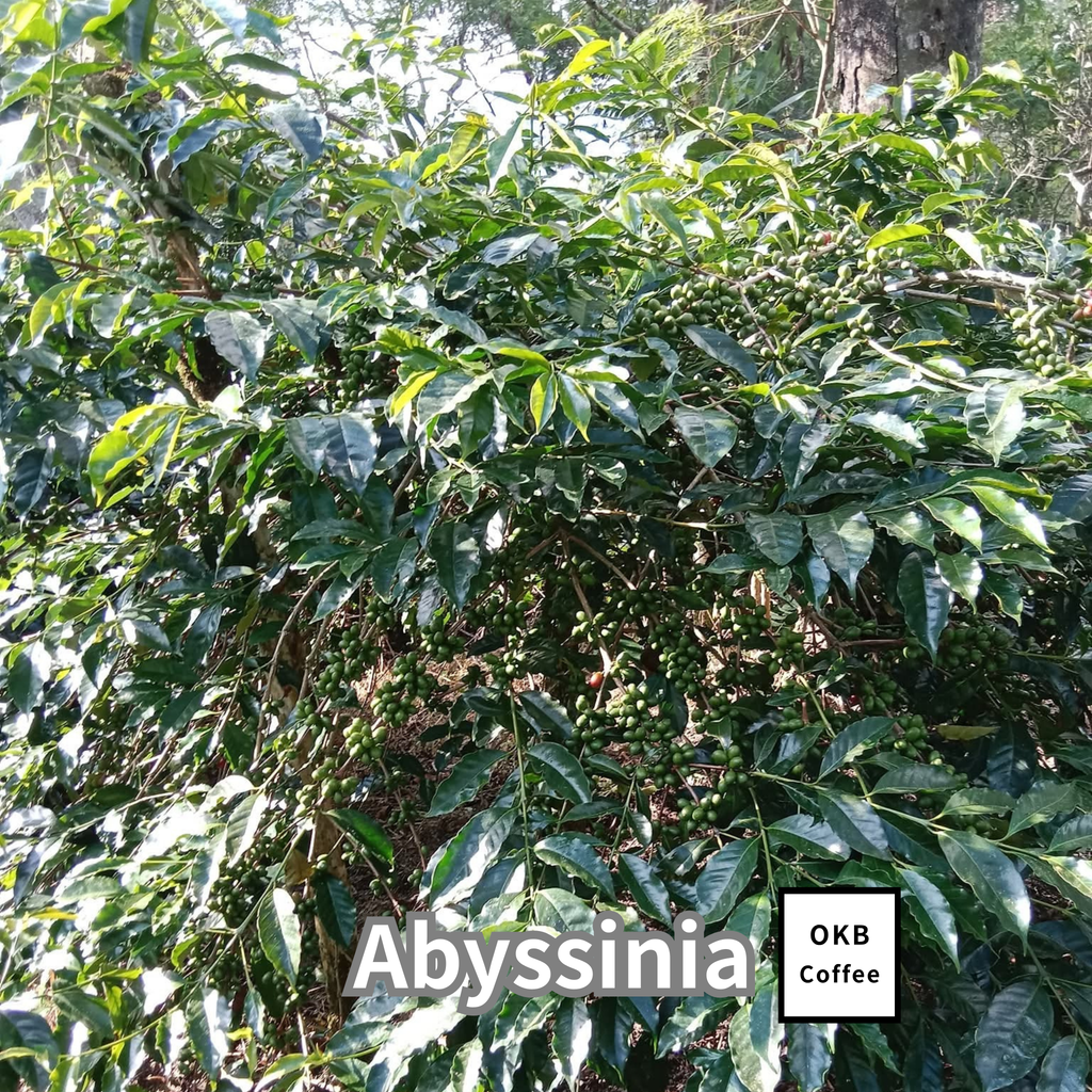 コーヒーの木の種子 アビシニア品種 10粒