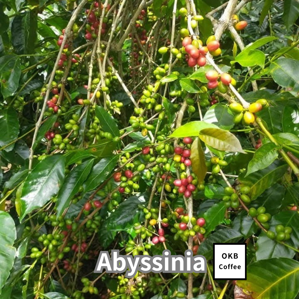 コーヒーの木の種子 アビシニア品種 10粒
