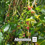 コーヒーの木の種子 アビシニア品種 10粒