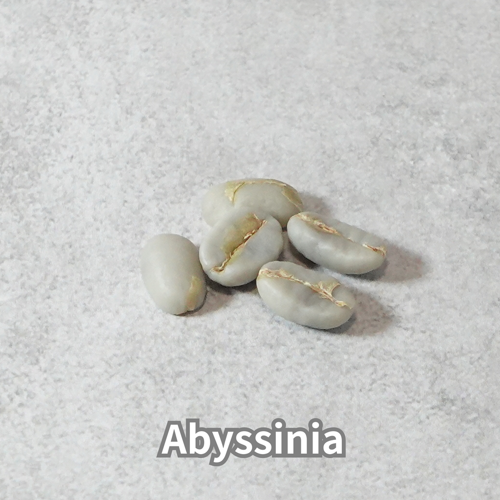 コーヒーの木の種子 アビシニア品種 10粒