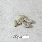 コーヒーの木の種子 アビシニア品種 10粒