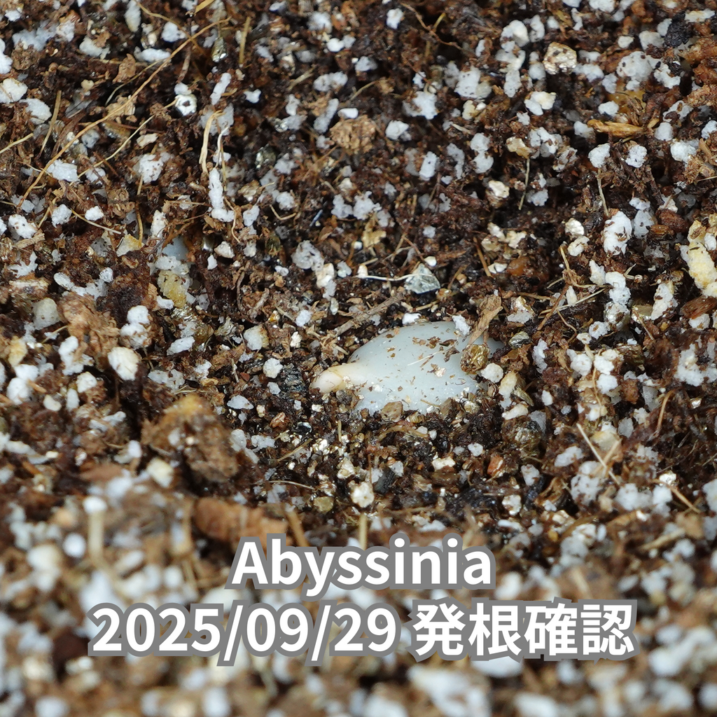 コーヒーの木の種子 アビシニア品種 10粒