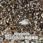 コーヒーの木の種子 アビシニア品種 10粒