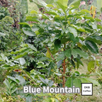 【送料無料】コーヒーの木栽培キット 種子5粒入り