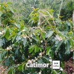 【送料無料】コーヒーの木栽培キット 種子5粒入り