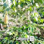 【送料無料】コーヒーの木栽培キット 種子5粒入り