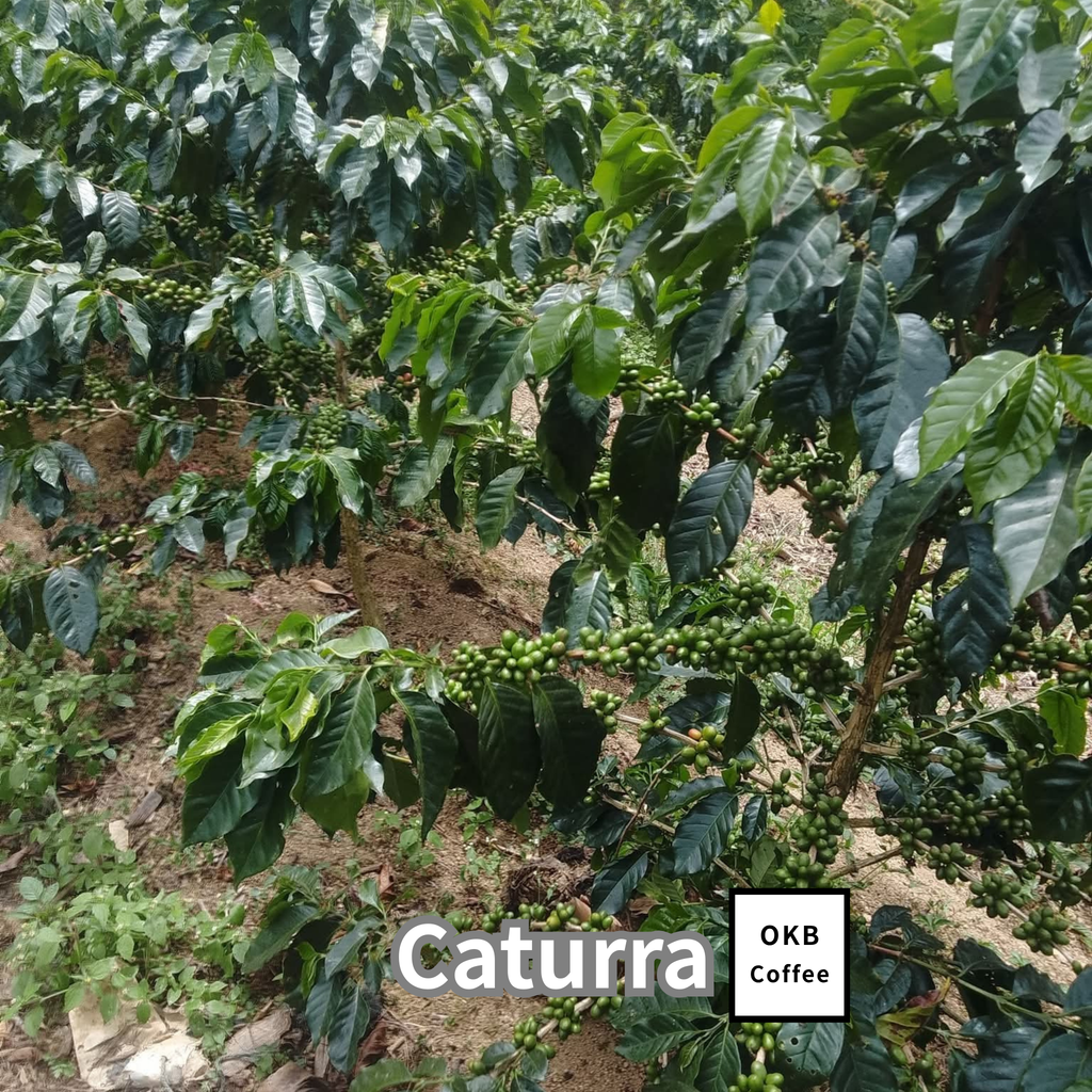 コーヒーの木の種子 カツーラ品種 10粒