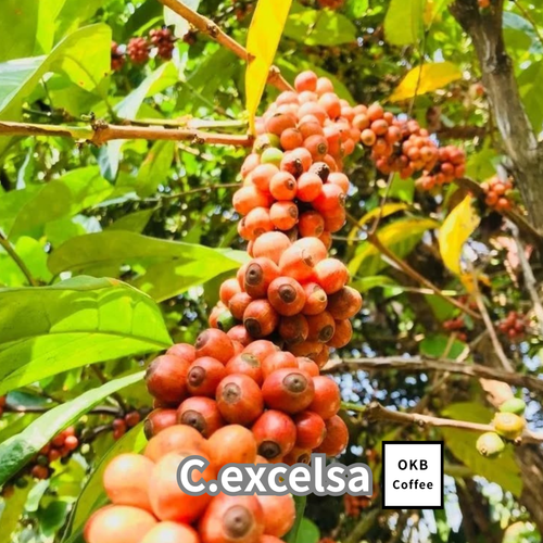 コーヒーの木の種子 エクセルサ種 10粒