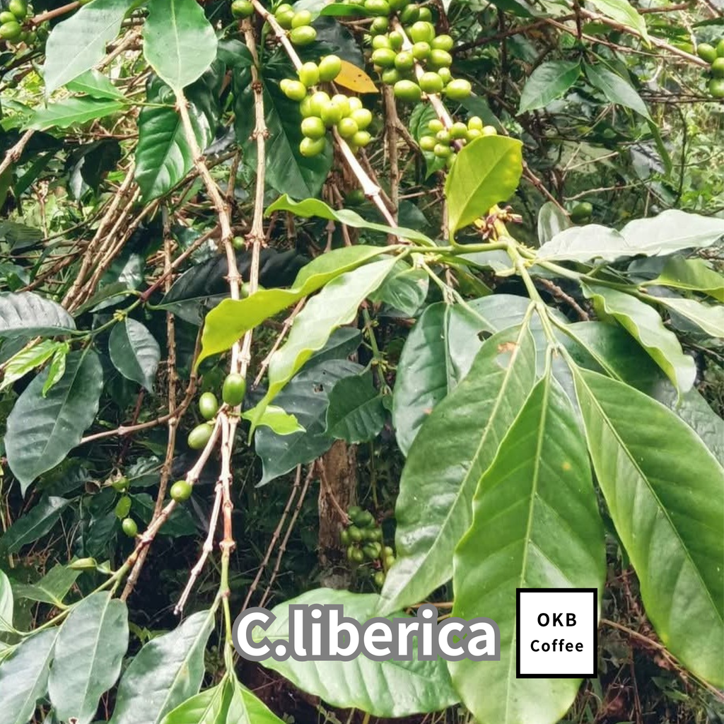 コーヒーの木の種子 リベリカ種 10粒