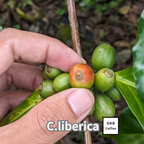 コーヒーの木の種子 リベリカ種 10粒