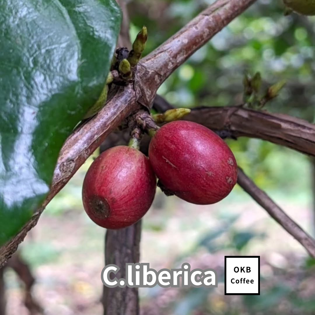 コーヒーの木の種子 リベリカ種 10粒