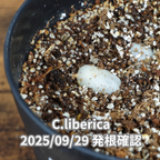 コーヒーの木の種子 リベリカ種 10粒