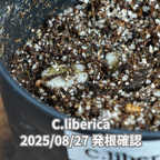 コーヒーの木の種子 リベリカ種 10粒