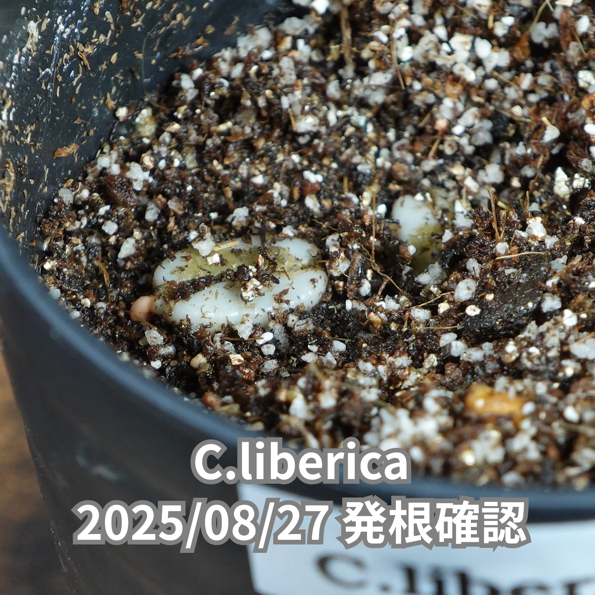 コーヒーの木の種子 リベリカ種 10粒