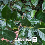 コーヒーの木の種子 リベリカ種 10粒