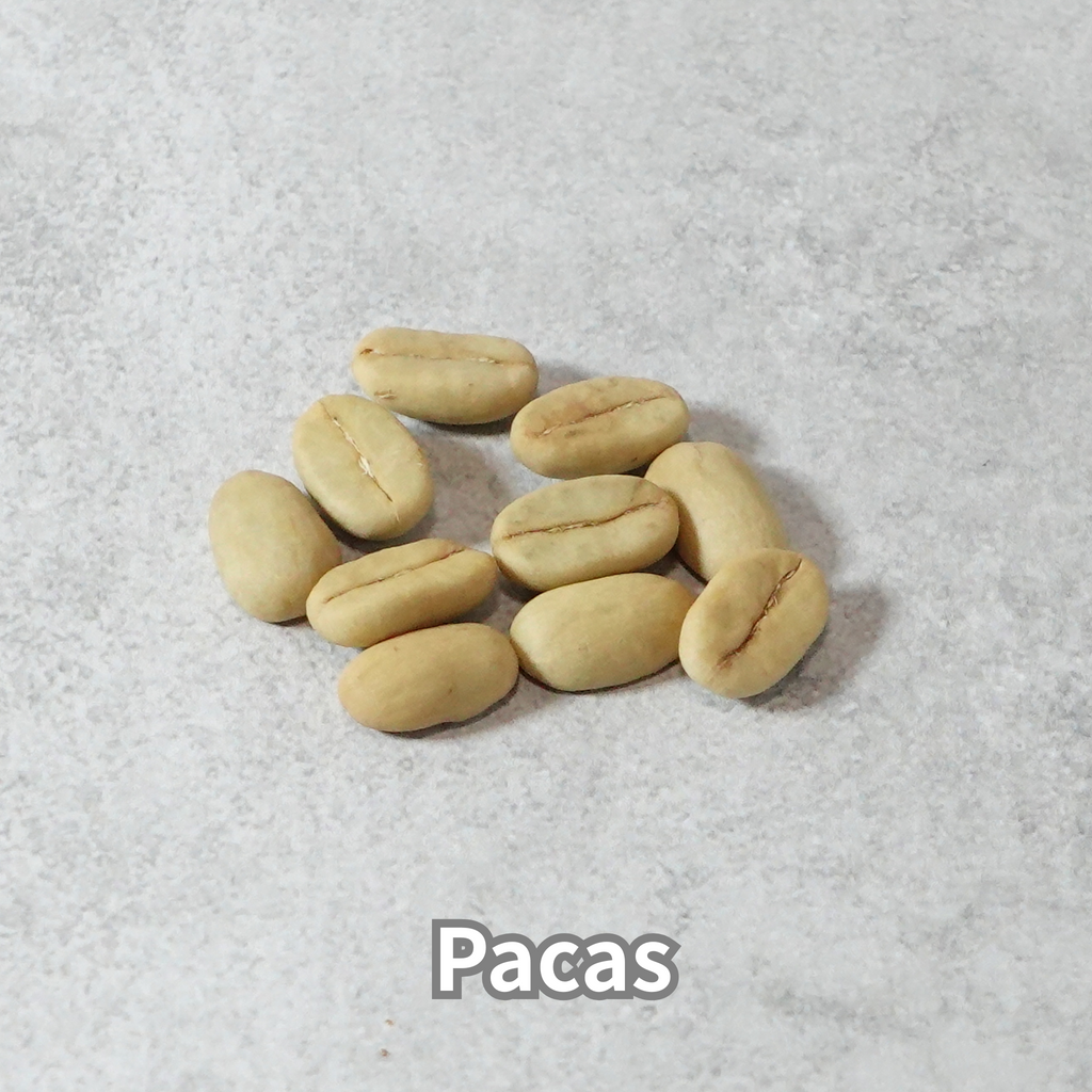 コーヒーの木の種子 パカス品種 10粒