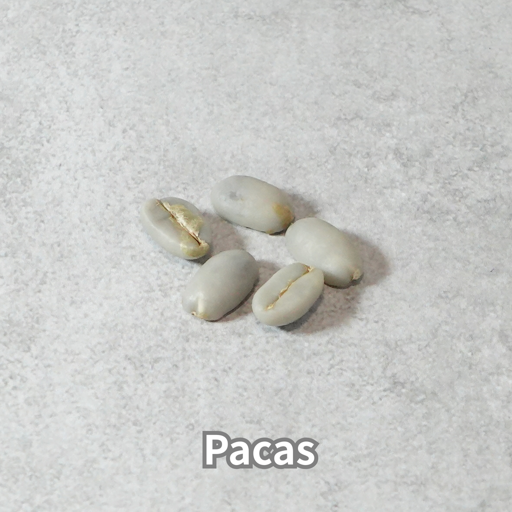 コーヒーの木の種子 パカス品種 10粒