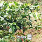 コーヒーの木の種子 パカス品種 10粒