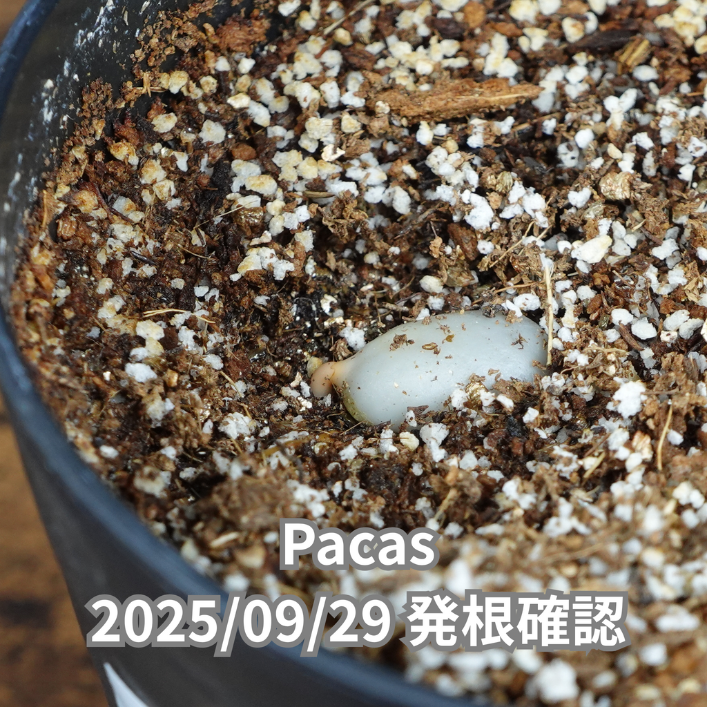 コーヒーの木の種子 パカス品種 10粒