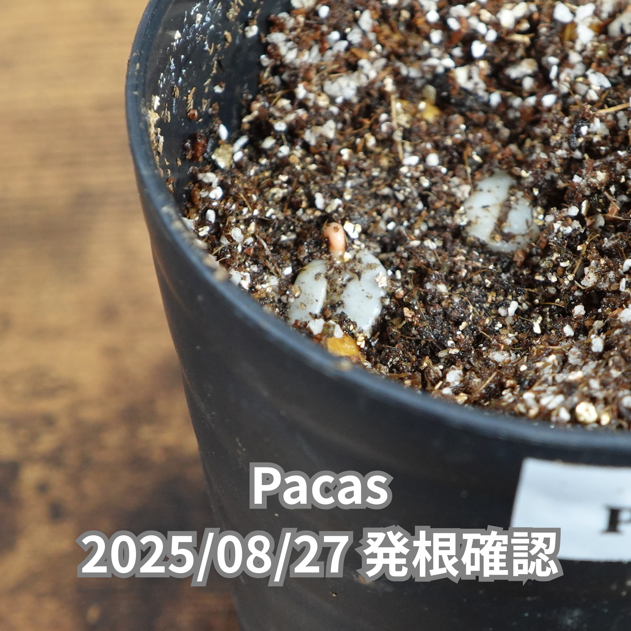 コーヒーの木の種子 パカス品種 10粒