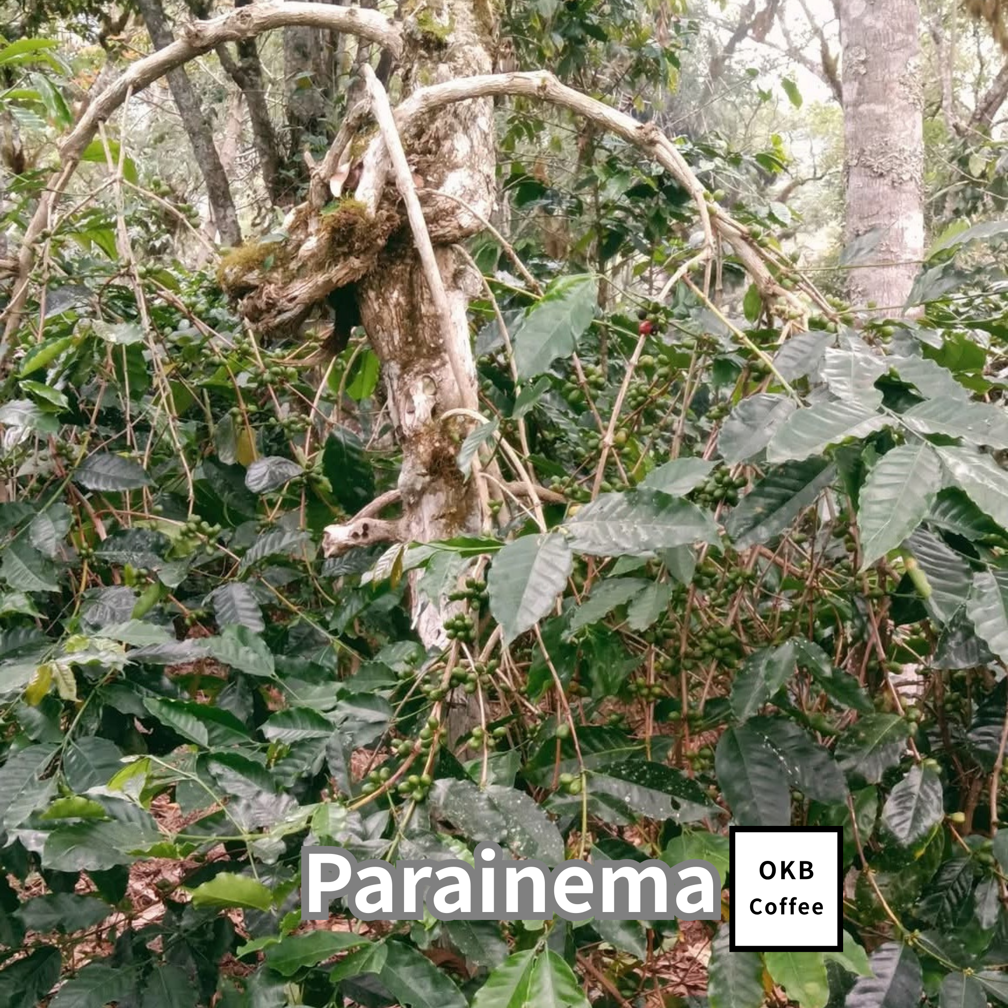 コーヒーの木の種子 パライネマ品種 10粒