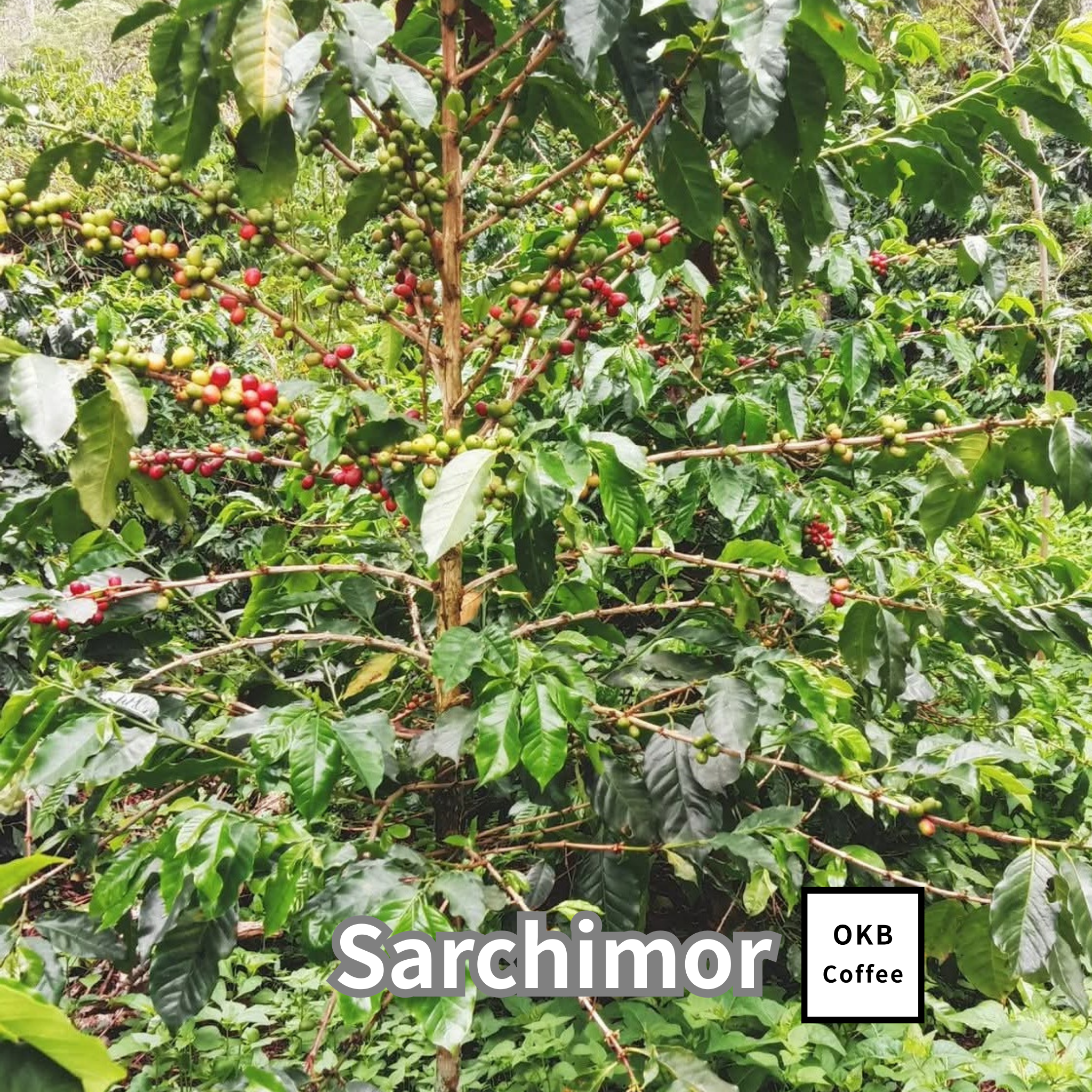 コーヒーの木の種子 サルチモール品種 10粒