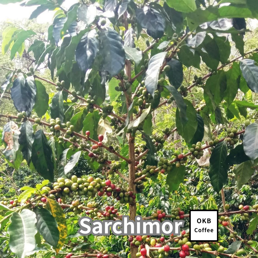 コーヒーの木の種子 サルチモール品種 10粒
